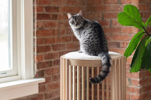 Arbre à chat